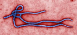 Colourised transmission electron micrograph of a Ebola Virus Virion. This media comes from the Centers for Disease Control and Prevention's Public Health Image Library (PHIL), with identification number #10816