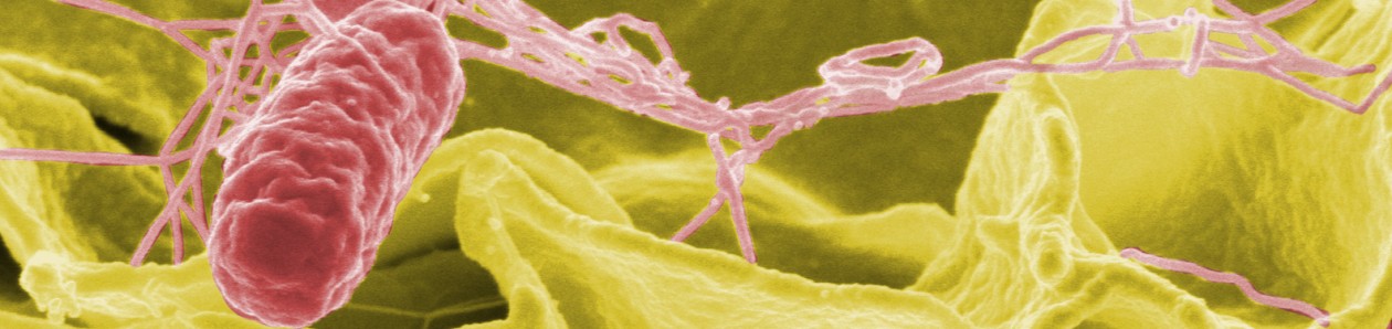 Going Viral (and other Pathogens)