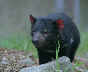 A healthy Tasmanian devil Credit: arndbergmann  http://en.wikipedia.org/wiki/Tasmanian_devil#mediaviewer/File:Sarcophilus_harrisii_-Healesville_Sanctuary-8a.jpg
